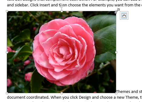 Figure 2. Resize an image by dragging one of its eight handles.